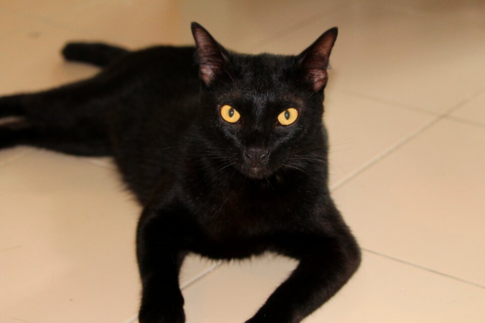 Black cat pets gray