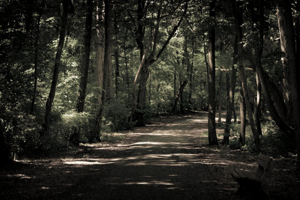 Nature forest landscape