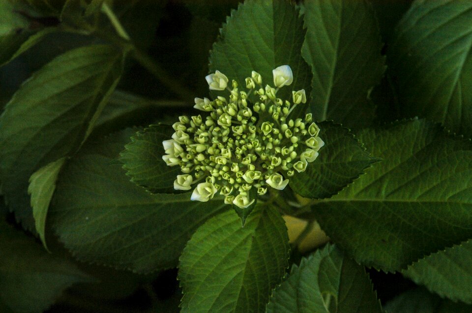 Hydrangea flowers bud