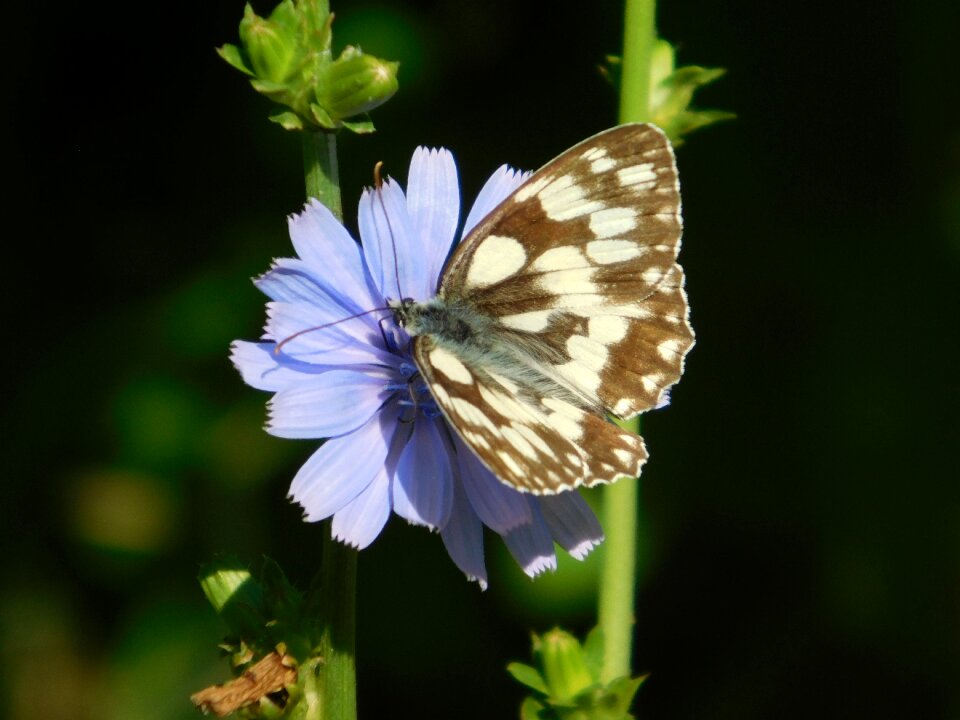 Blue wildflower butterfly