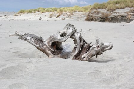 Driftwood beach sand photo