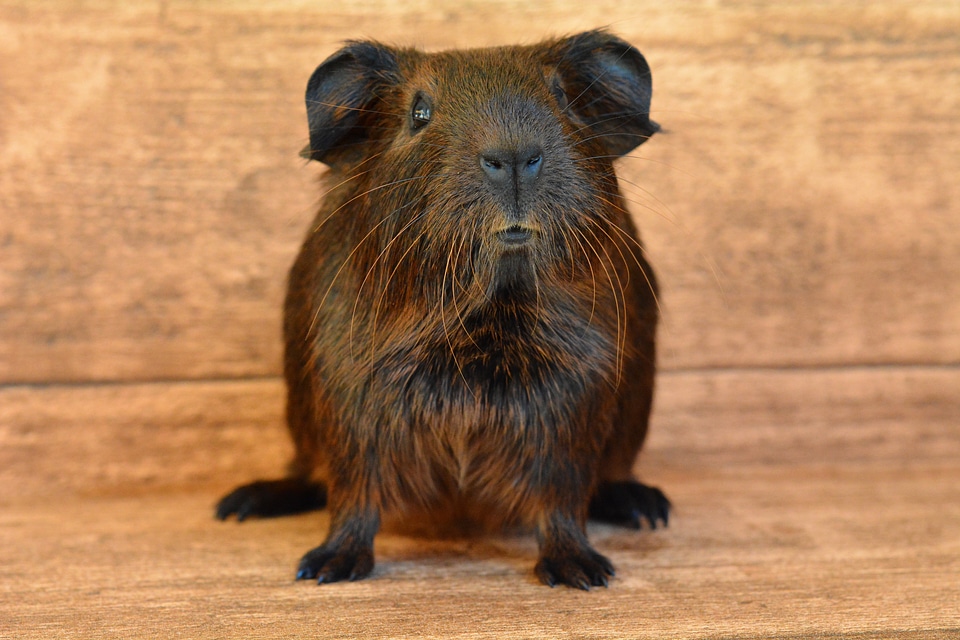 Smooth hair nager rodent