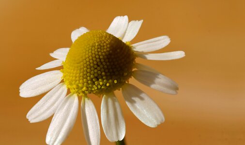 Prato summer bloom