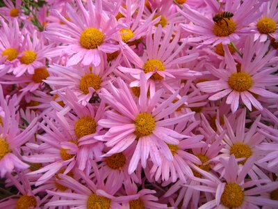 Flower close up plant