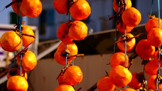 Autumn in autumn harvest
