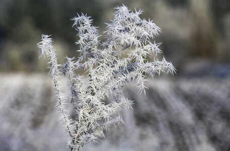 Landscape frost wintry photo