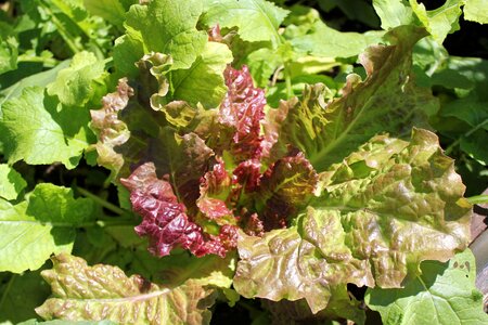 Lettuce garden fresh photo