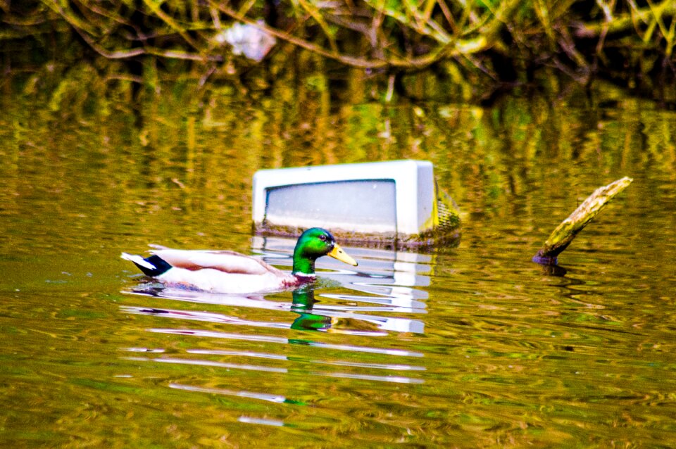 Swimming trash nature