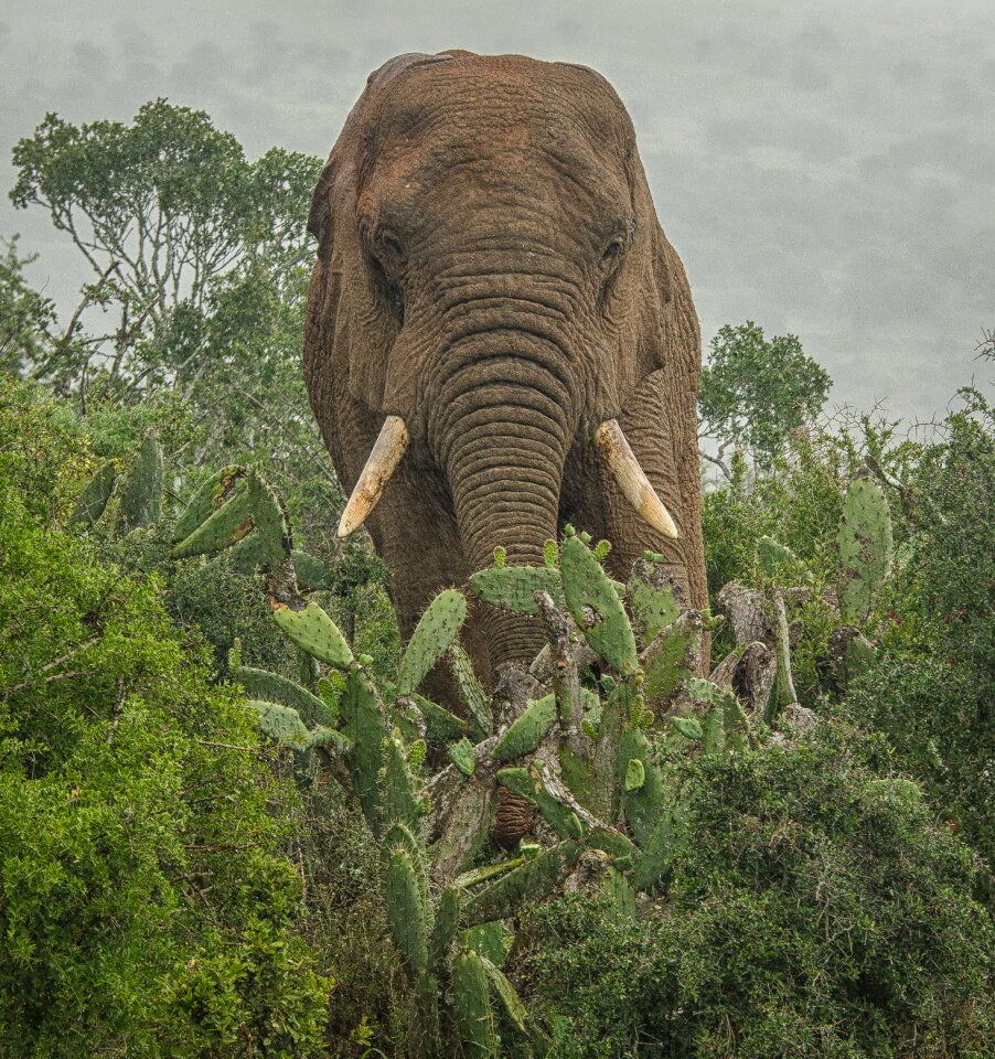 Bull safari wildlife