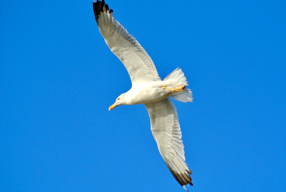 Sky animal world flying