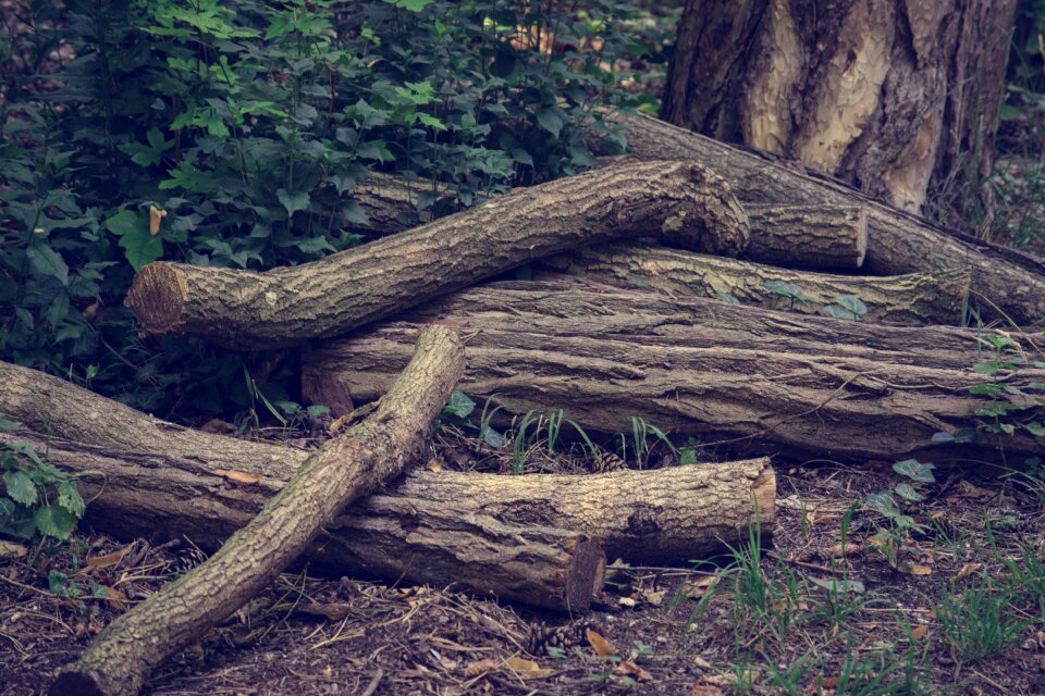 Nature forest landscape