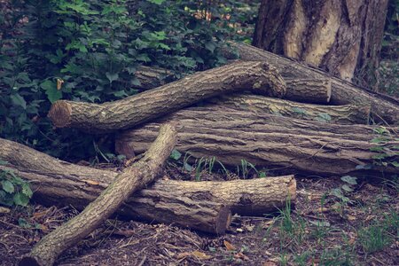 Nature forest landscape photo