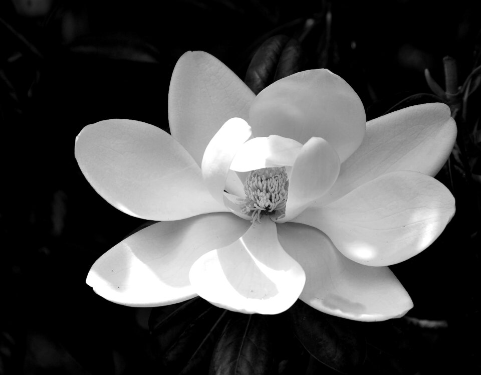 Natural blossom nature