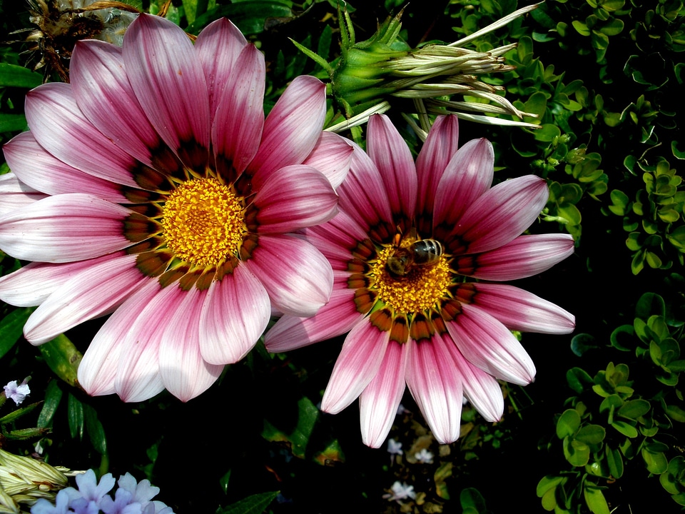Bee flower blossom spring