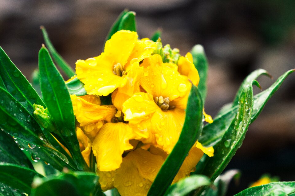 Garden wet rain photo