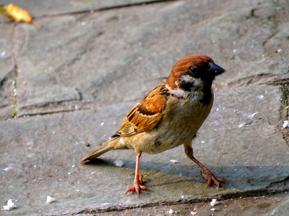 Sperling plumage mood