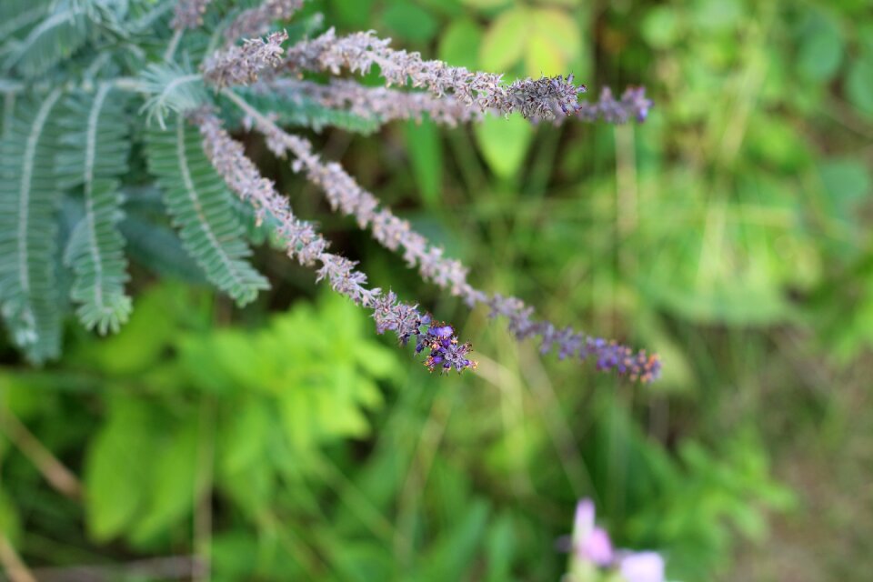Floral botanical macro