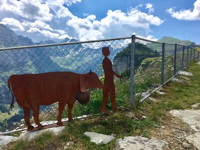 Sculpture cow heidi photo