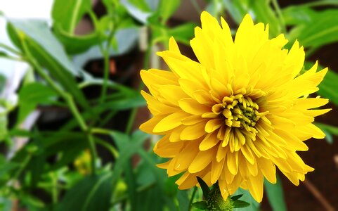 Yellow flowers summer edible plants photo