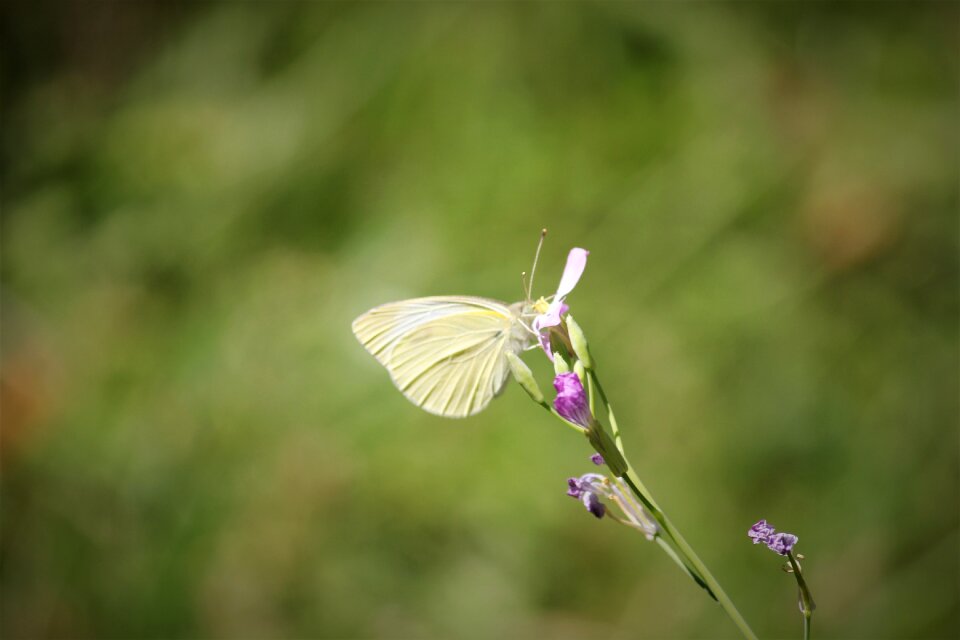 Insect summer plant