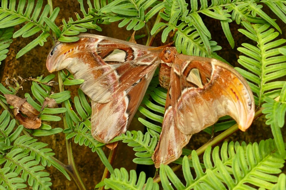 Bug fauna nature