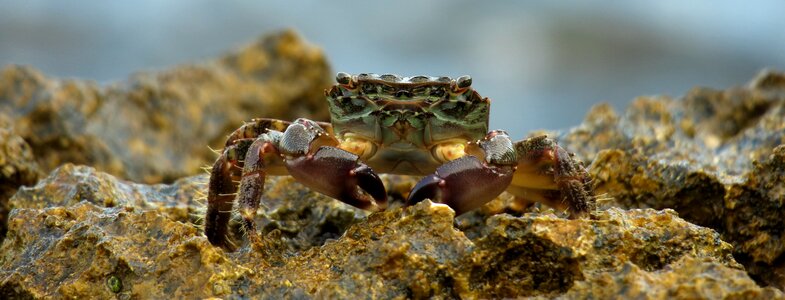 Meeresbewohner crustacean crab photo