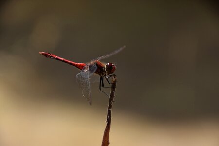 Flight insect nature red dragonfly