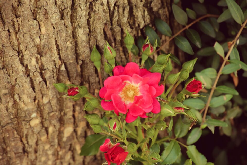 Nature blossom rose