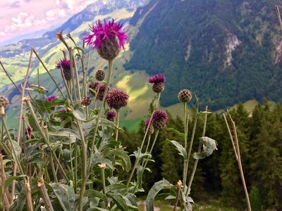 Plant sky field photo