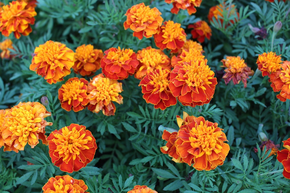 Blossom chrysanthemum full blown