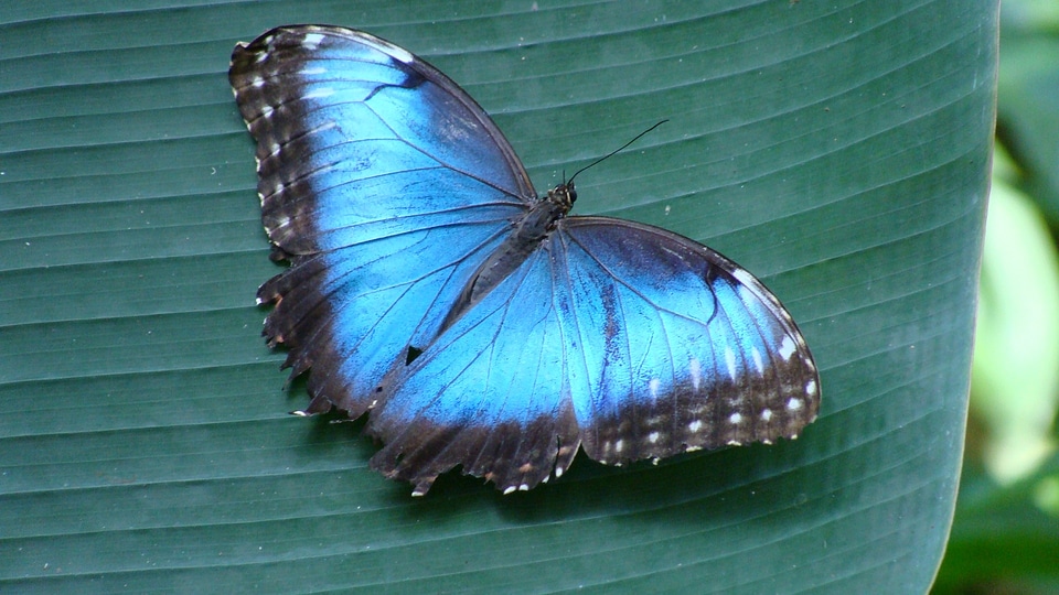 Morpho wings blue butterfly