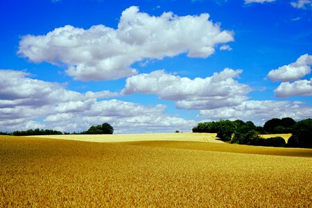 Wheat cereals landscape