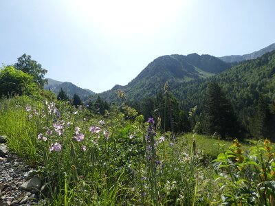 Trees mountain andorra