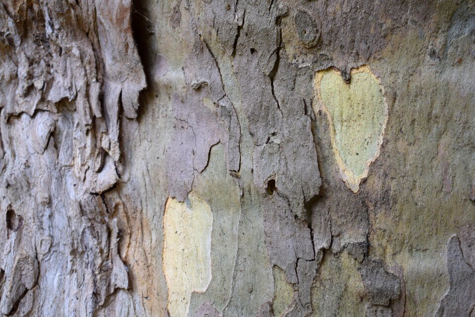 Nature trees heart