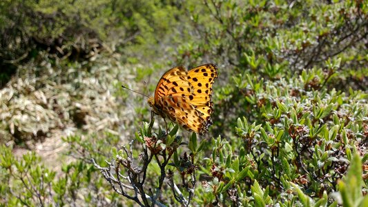 Paphia silver-washed fritillary