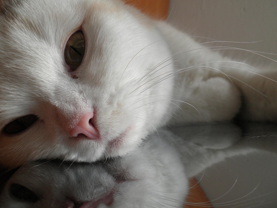 Cat face head animals