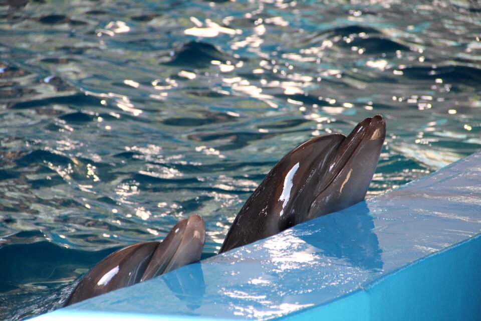 Dolphin show animals