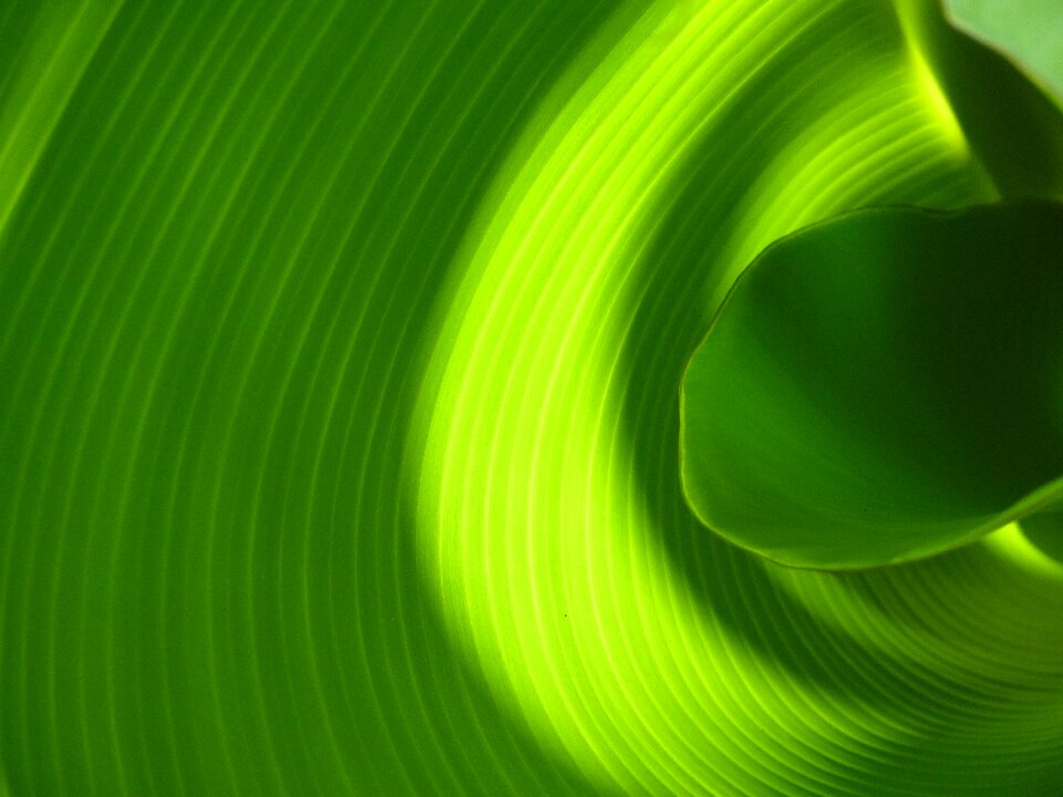Green plant fruit