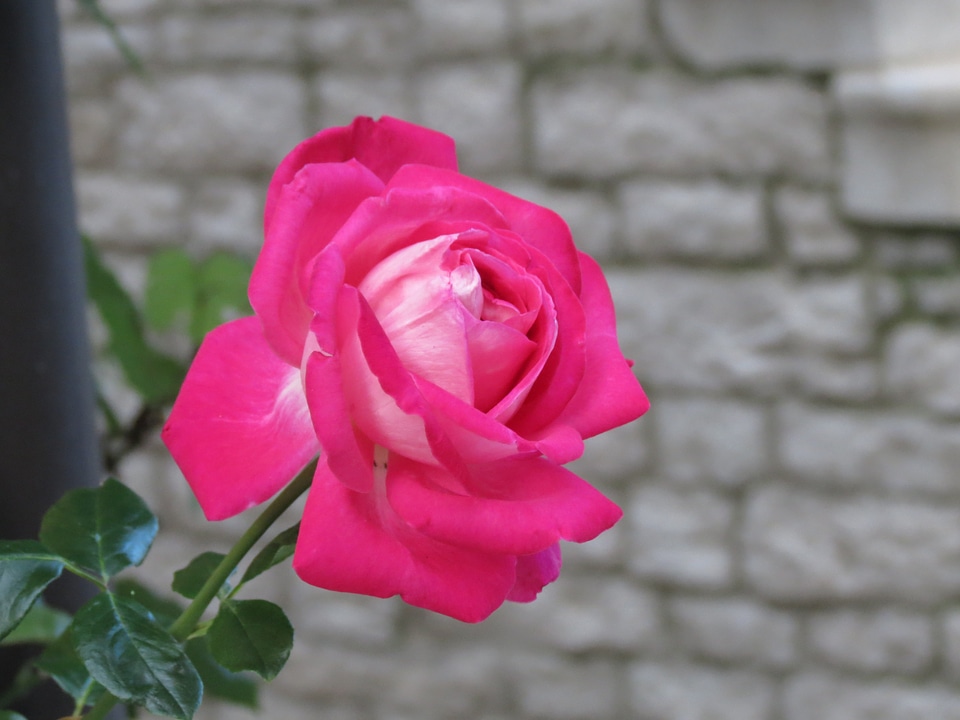 Nature flower rosa