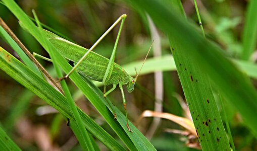 Grass nature summer insects