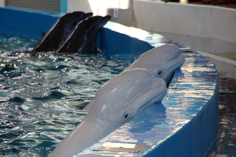Dolphin show animals