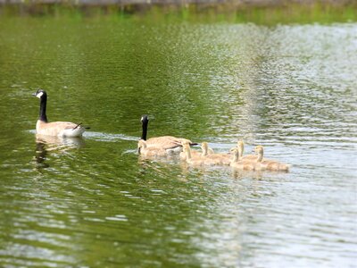 Pond geese photo