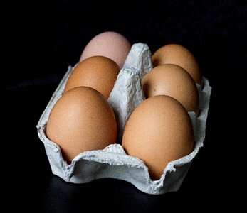 Food yolk protein photo