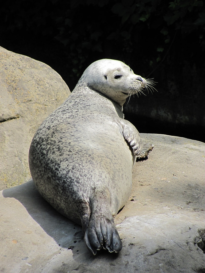 Sun animal concerns