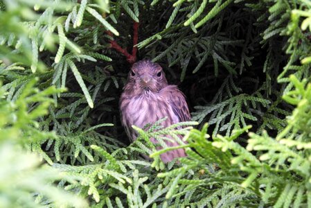 Hidden in the hollow plumage sparrows