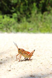 Summer nature grasshopper photo