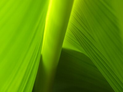 Green plant fruit