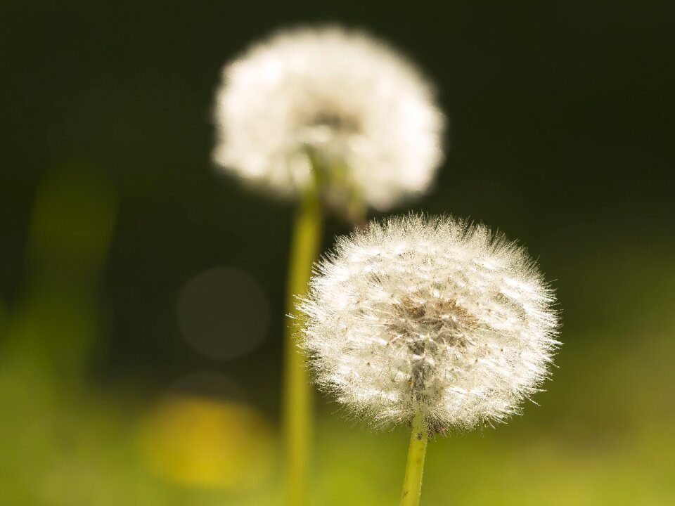 Nature botanical