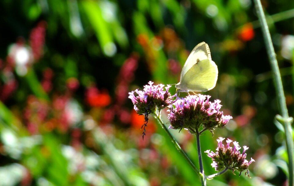 Nature butterflies insect