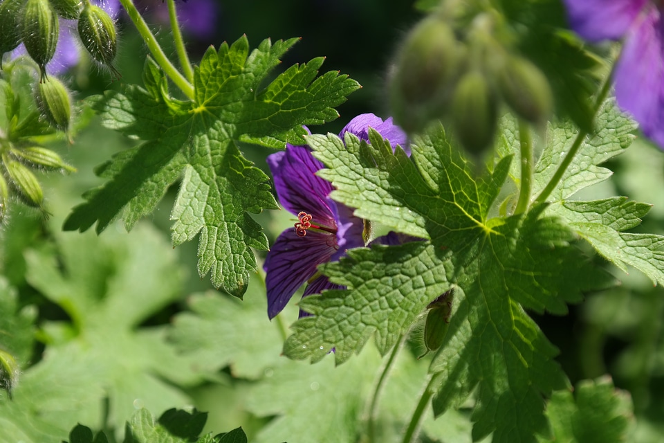Stamp plant flower